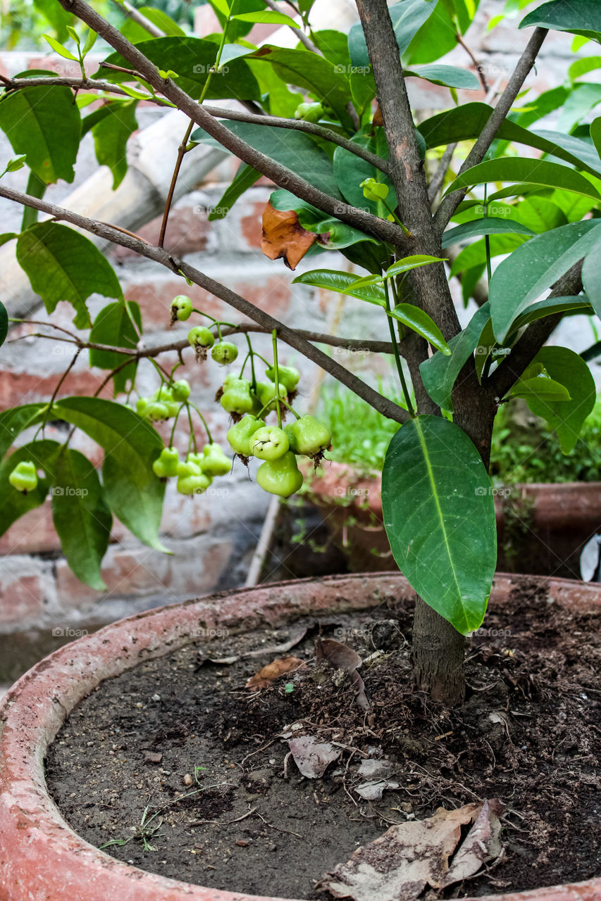 Delicious white apple fruit
Theme:- Terrace Garden