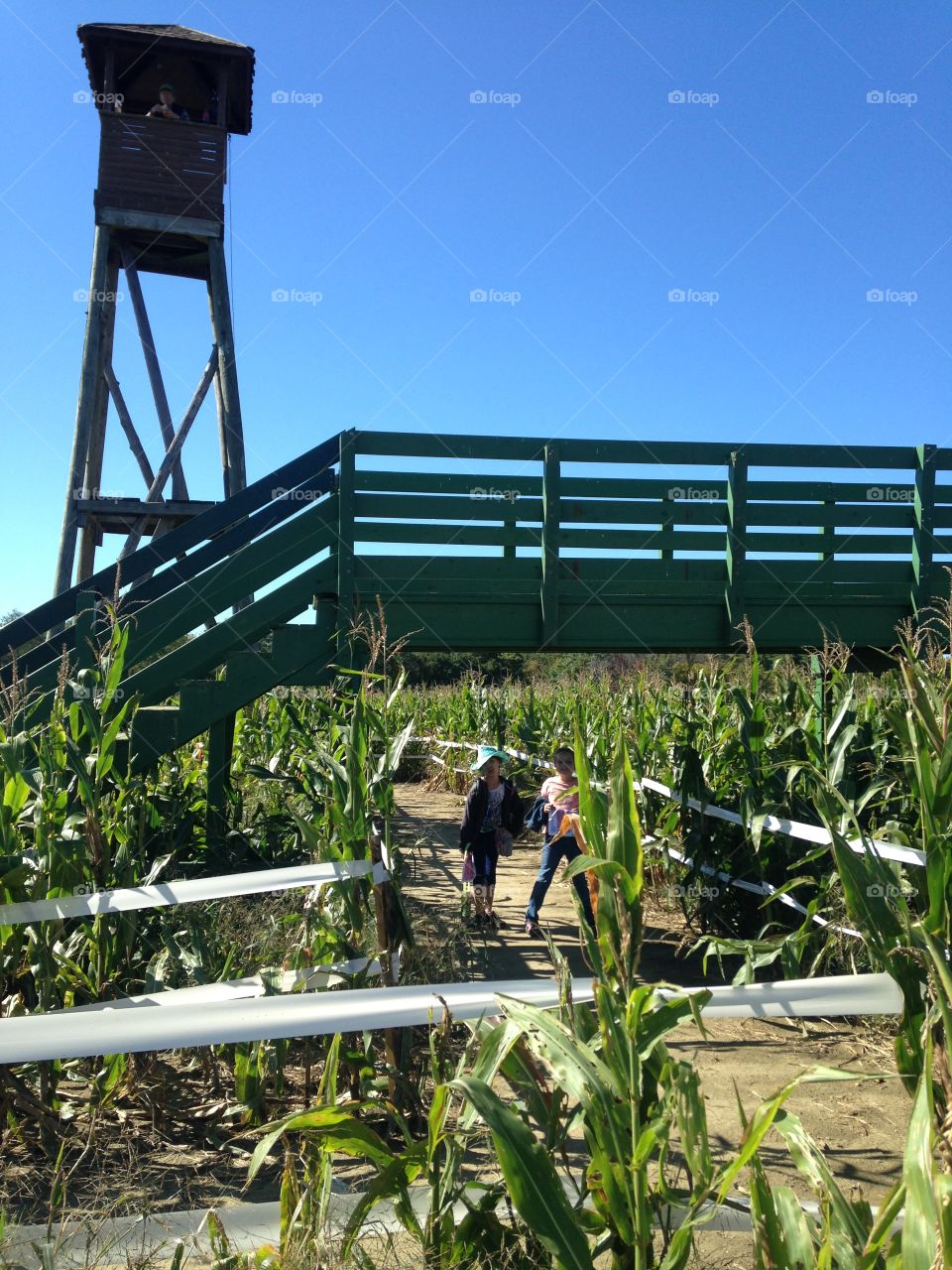 Corn maze bridge 