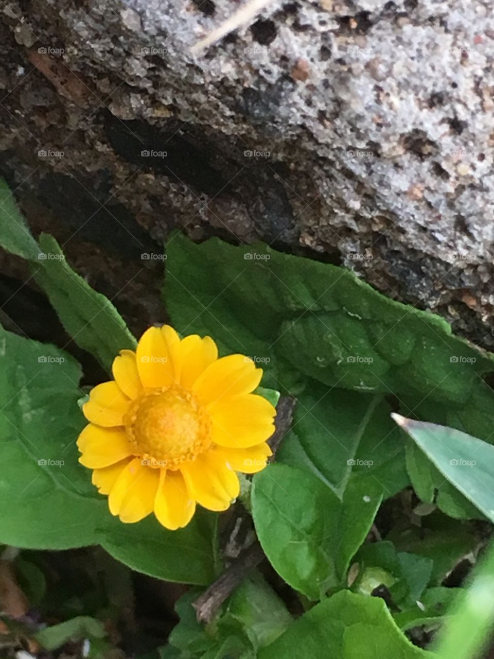 Little flower on the sidewalk 