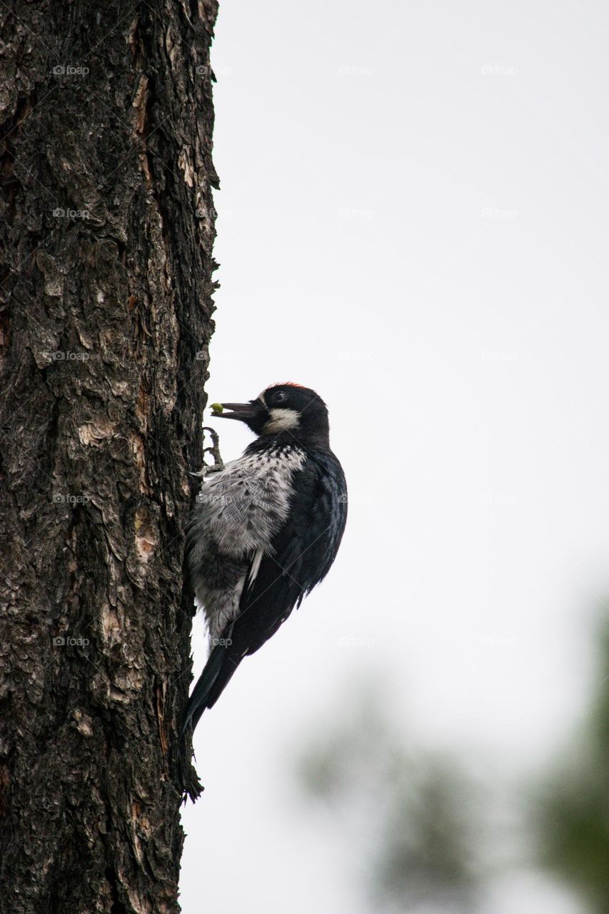 Acorn woodpecker putting an acorn into a tree 