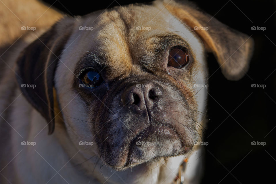 close up portrait of puggle dog