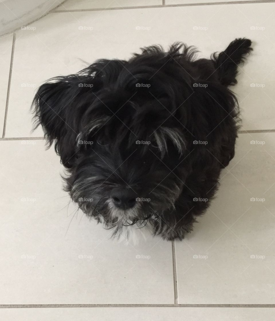 “Whatcha looking at?” Havenese puppy looks up with the Italian stare. 