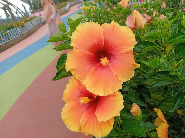 Hibiscus
