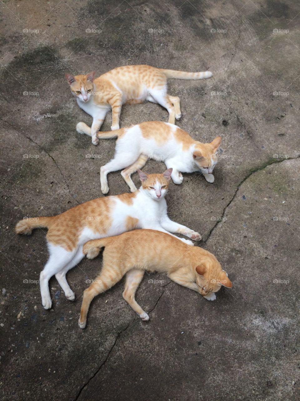 4 cats