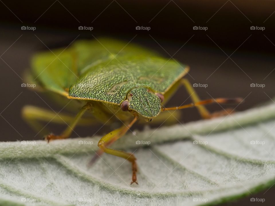 The green bug