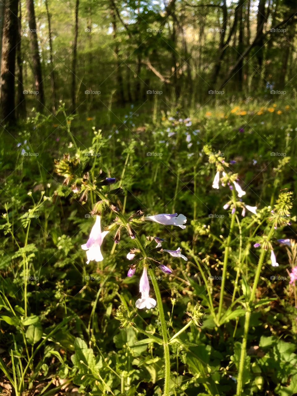 Foreground focus on meadow wildflower 