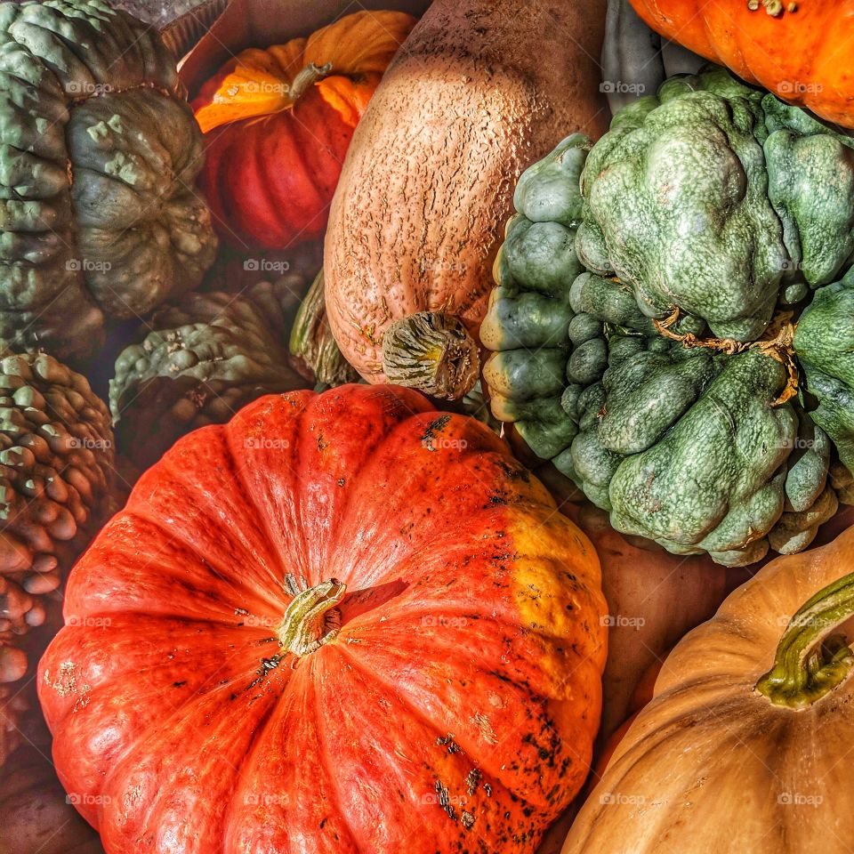 Pumpkins and Gourds