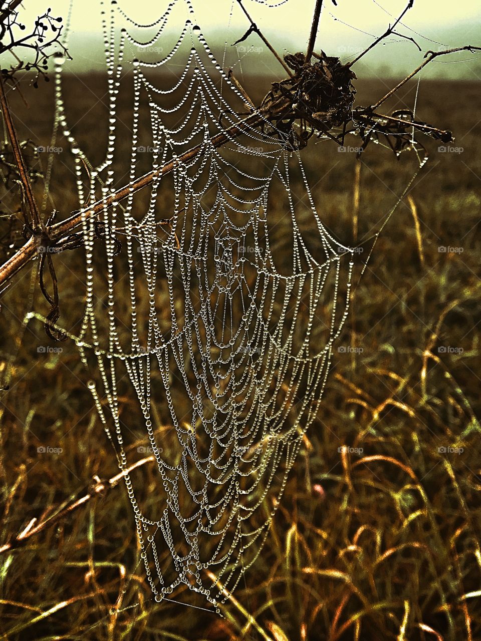 Spider Web 