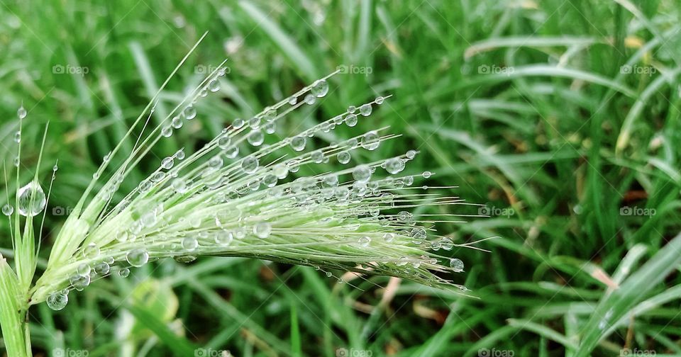 spikelet with raindrops on it