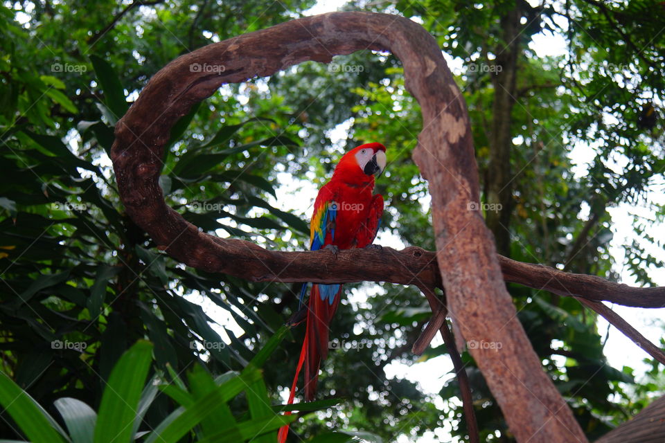 parrot in a frame