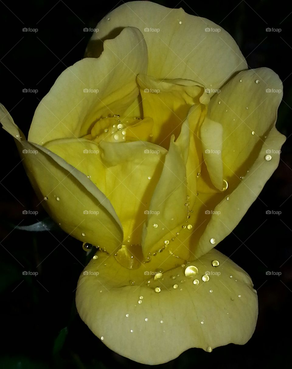 What's more beautiful than a yellow rose?  answer: Raindrops on a yellow rose.