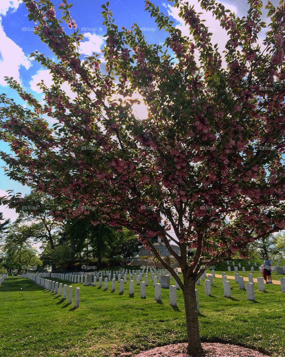 Blooming tree at Arlington National Cemetery 