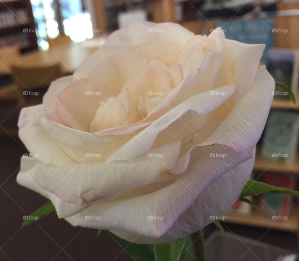 Indoor rose