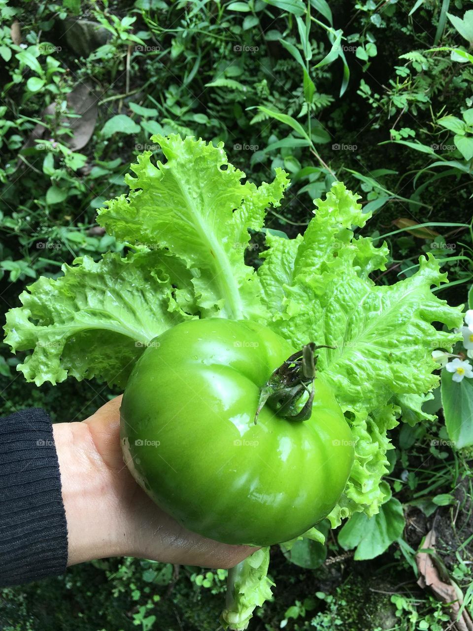 home orchand. eating healthy is my goal. food without chemicals