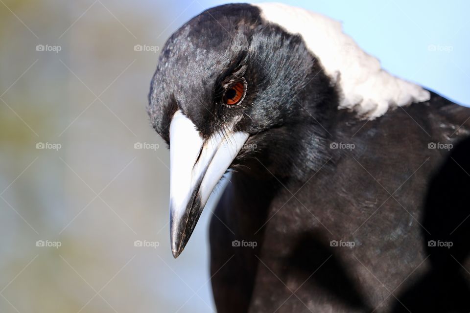 Magpie intensity, head shot looking down toward prey 