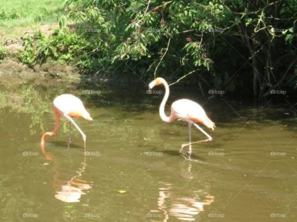 Pinkish flamingos.