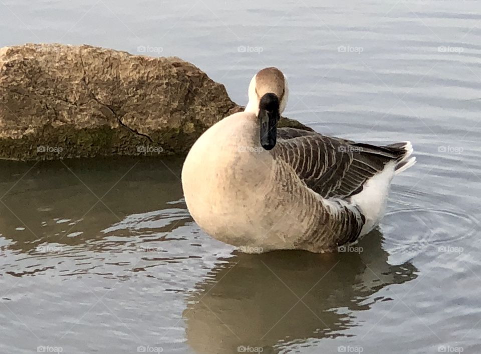 Goose, Chinese Goose, Chinese, Gray, gray goose, grey, grey goose, water, lake, rock, feathers, wings, bill, beak,