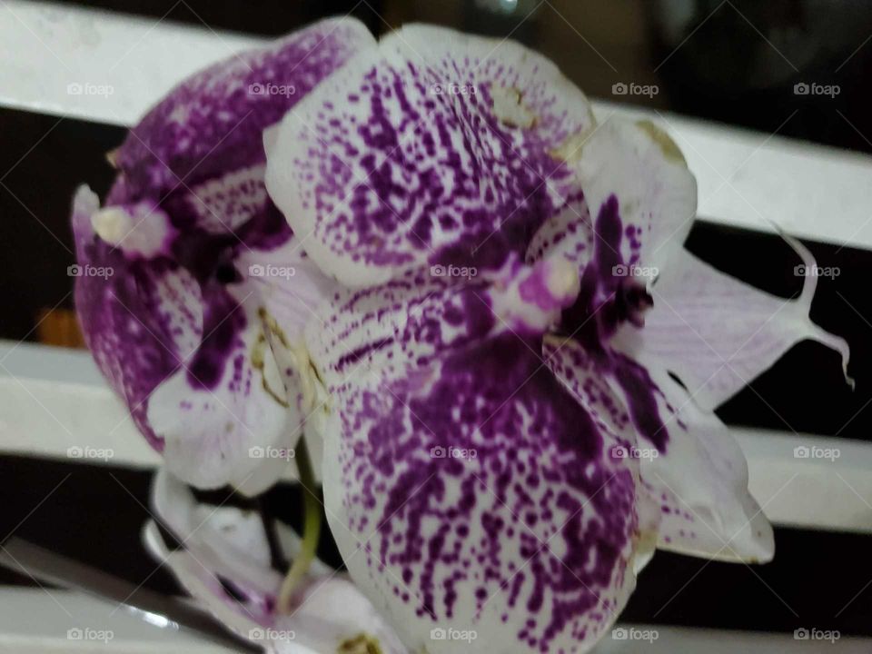 exotic orchids in my secret garden