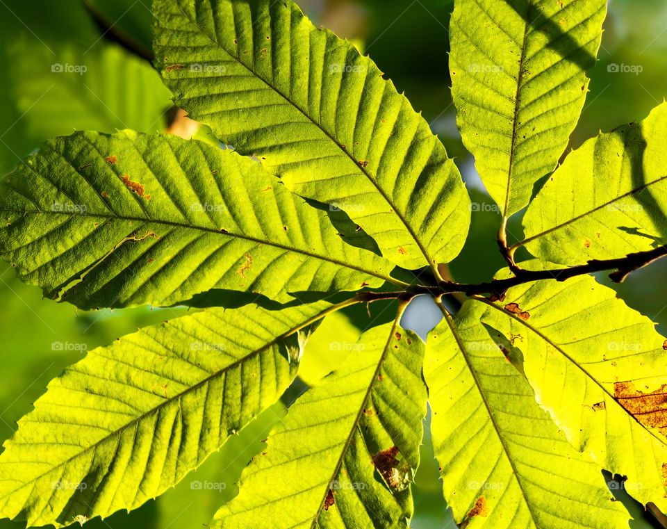 Sunlight through chestnut tree leaves