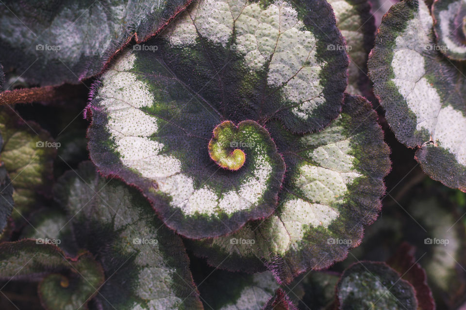 A plant growing in a spiral design close up