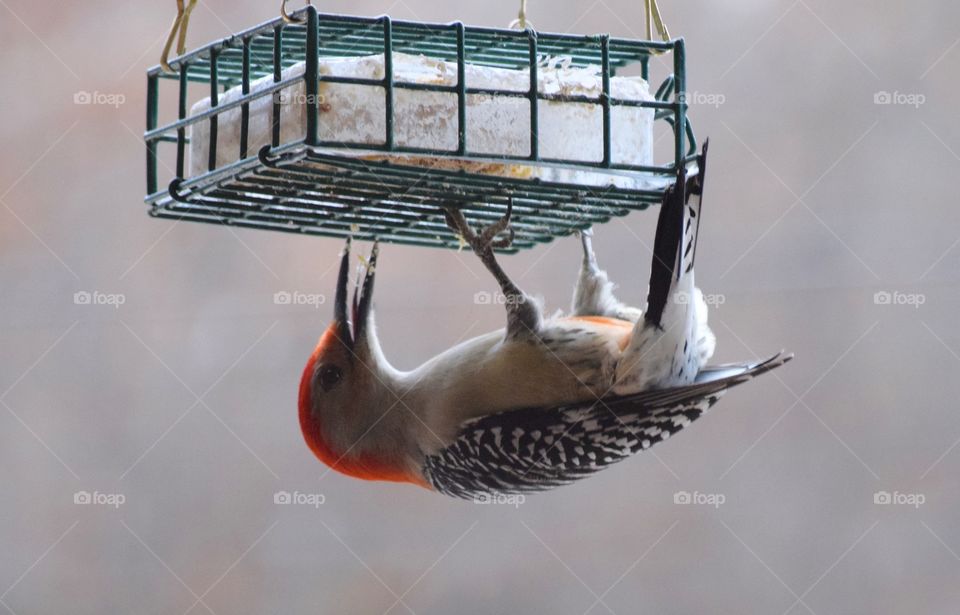 Red-bellied woodpecker 