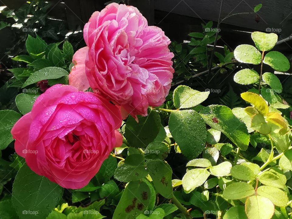 Alte Duftrose am Morgen