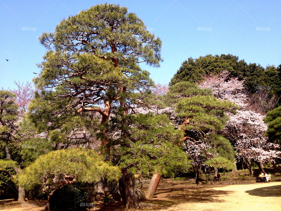 garden tree park japanese by kumi