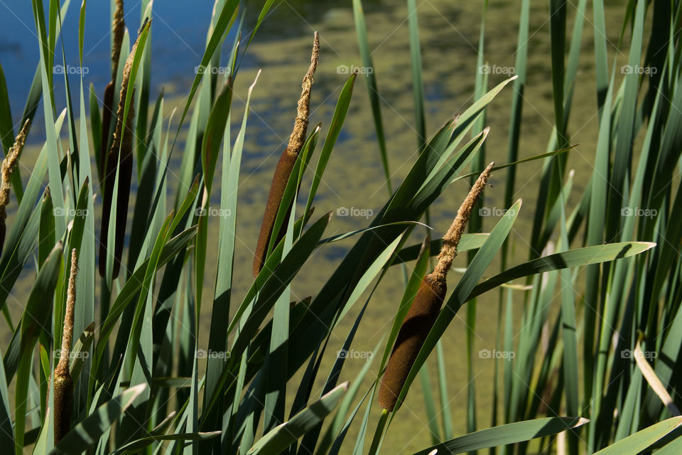 cat tails. cat tails in the lake