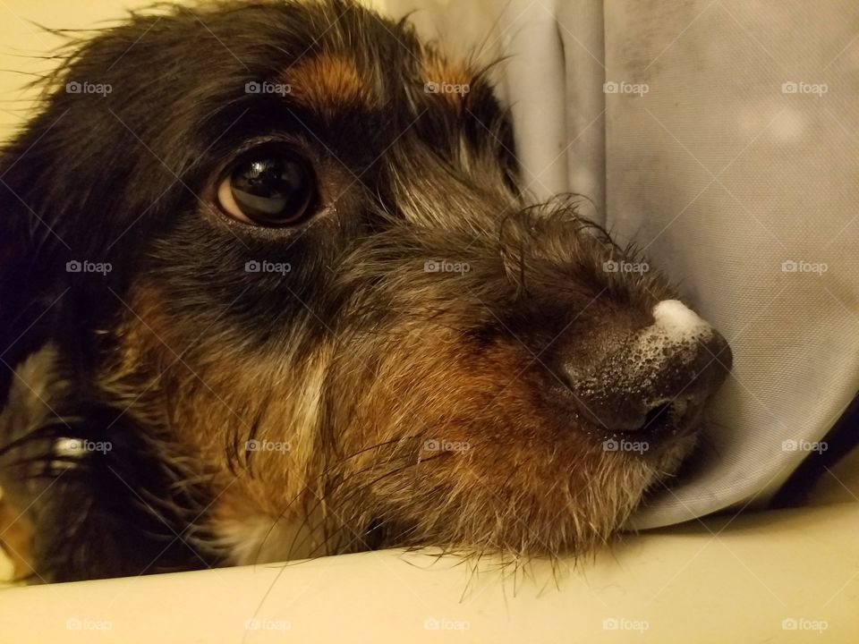 Robin is a 6-month-old wire-haired dashchund.  She needs many baths because she is always getting into trouble.