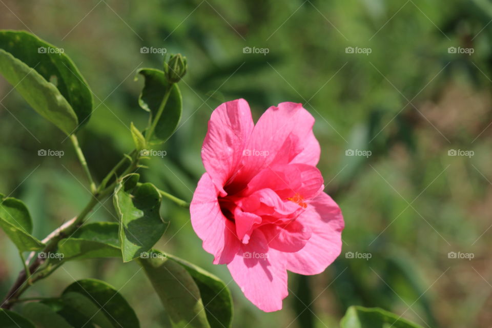 Pink Hibiscus