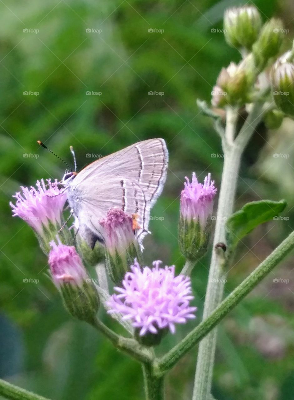 butterfly on the flower