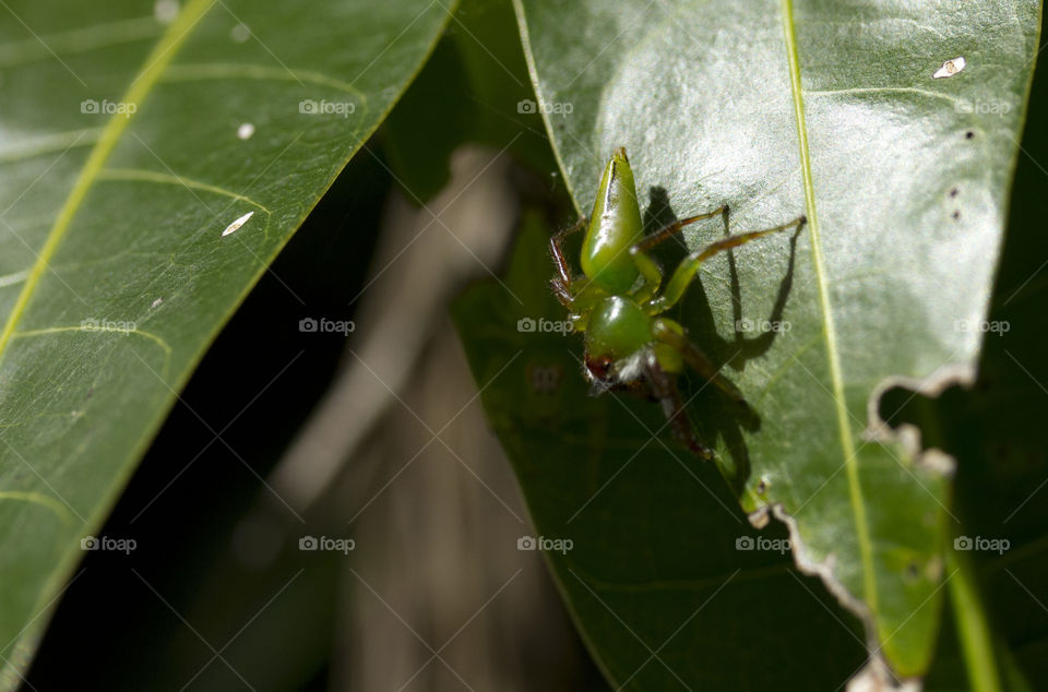 Green Spider on a leaf