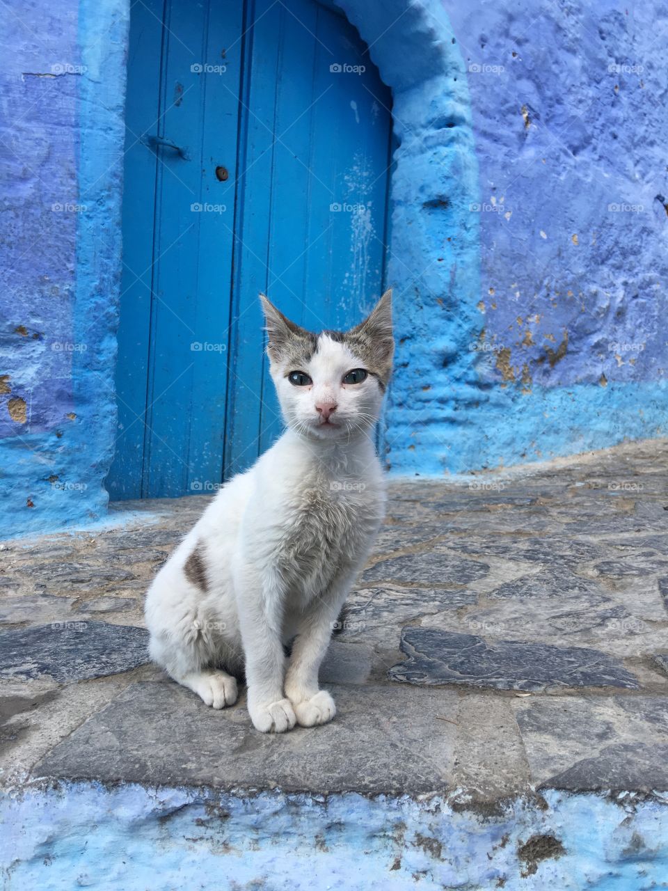 Moroccan cat