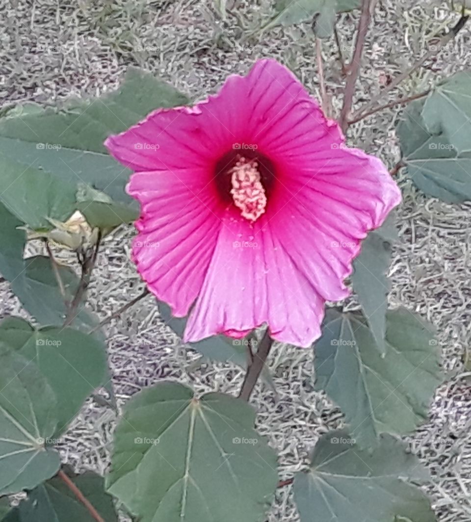 texas hibiscus