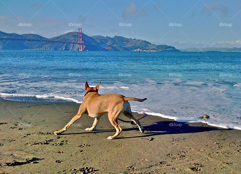 Golden Gate Dog