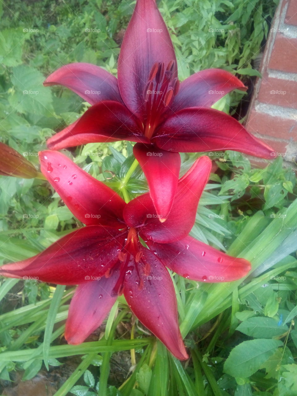 happy Thursday hope you have a cheerful day full of color and hope. enjoy the outdoors.