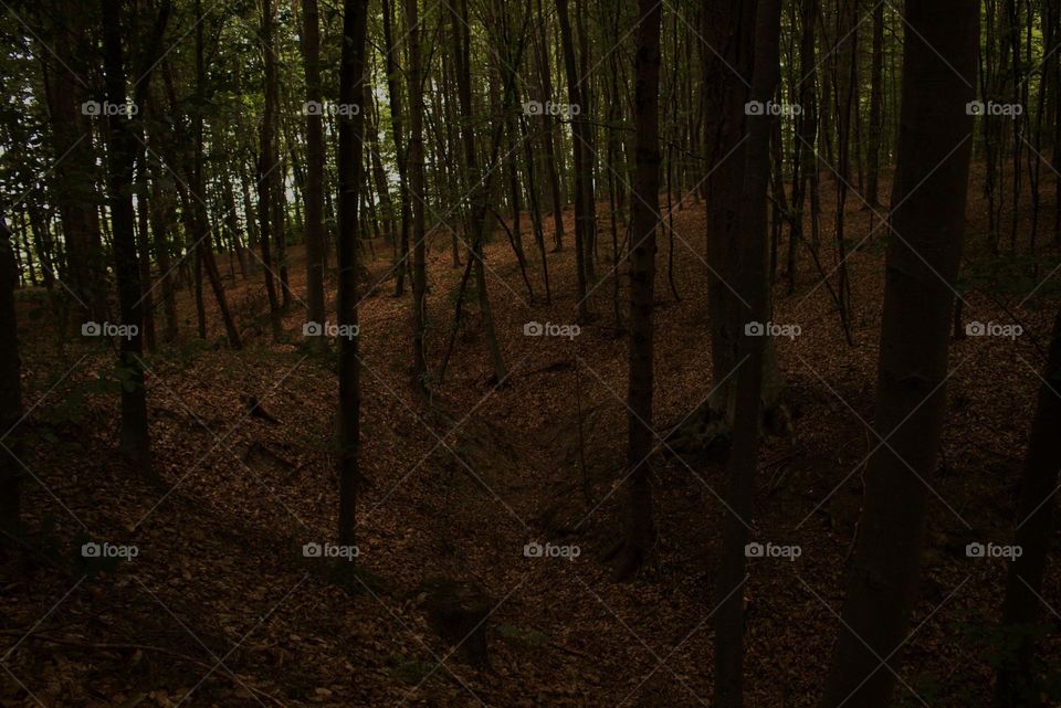 Misterious, dangerous and yet enchanting for the human,the forest remains one of the powerful attractions for us.