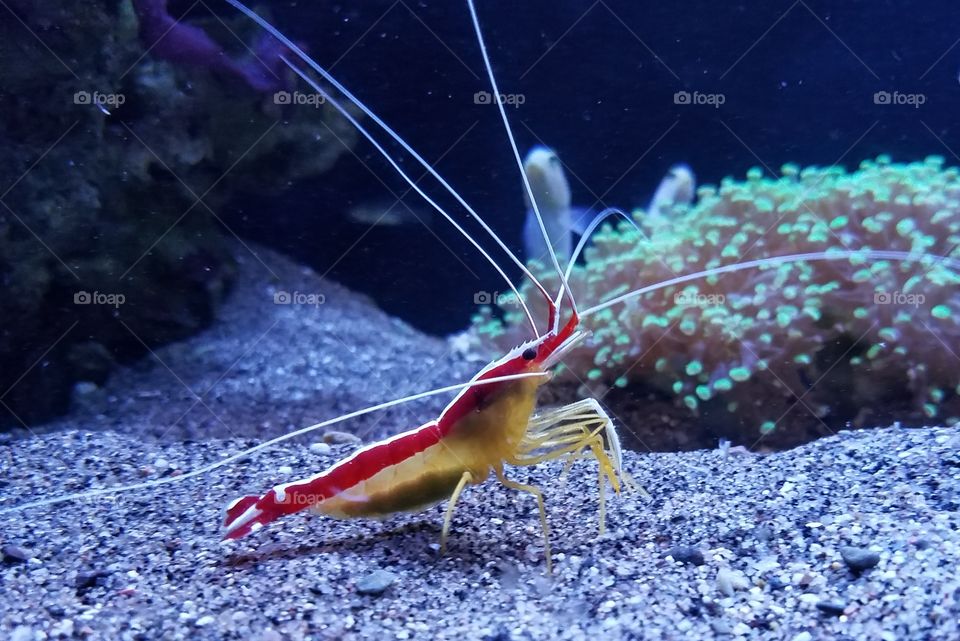 Stripey shrimp