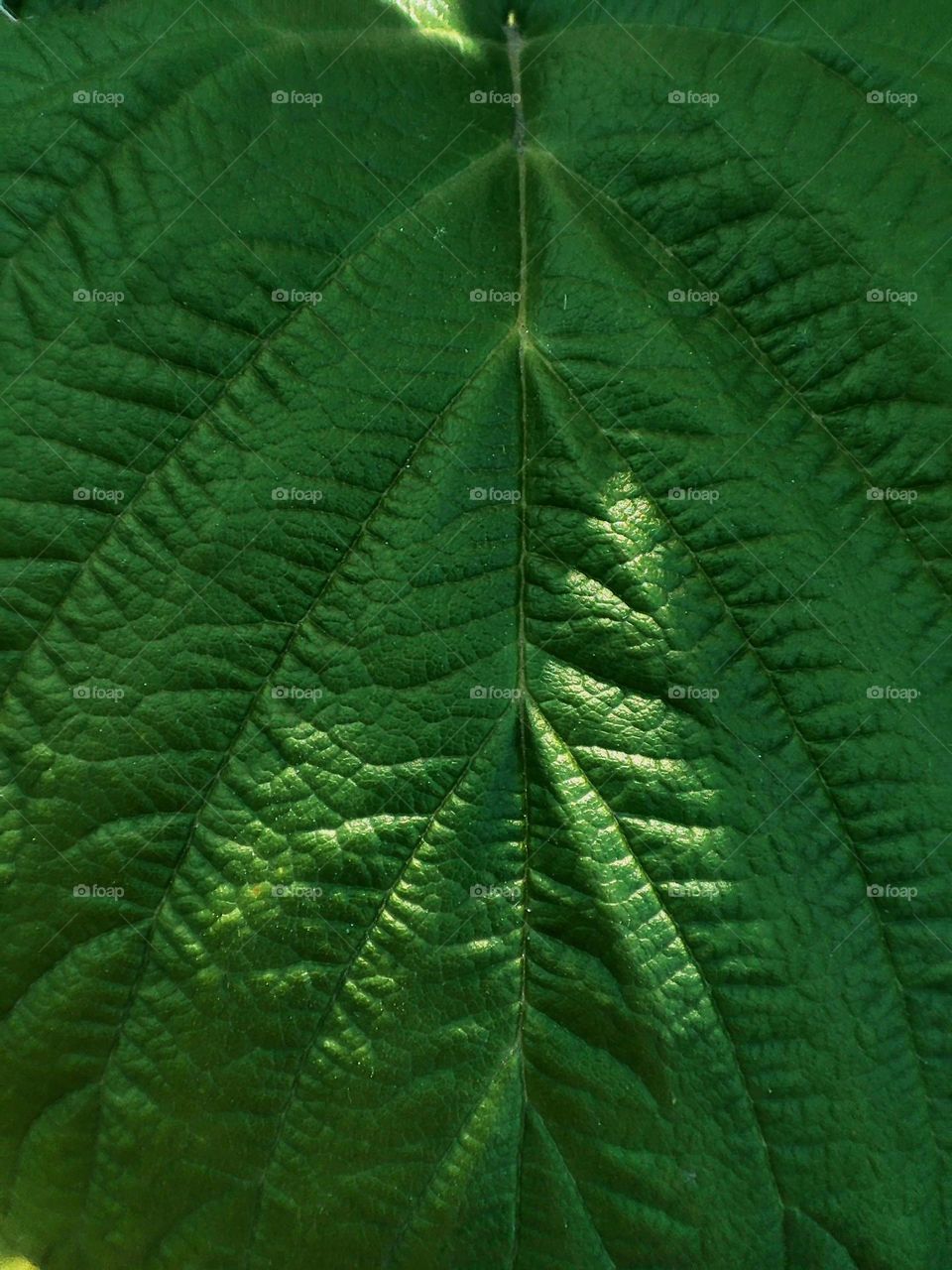 Macro photo of sheet texture for background