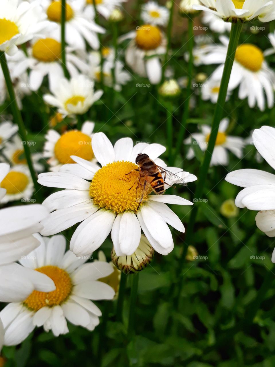 Nature photography, honeybee on Daisy