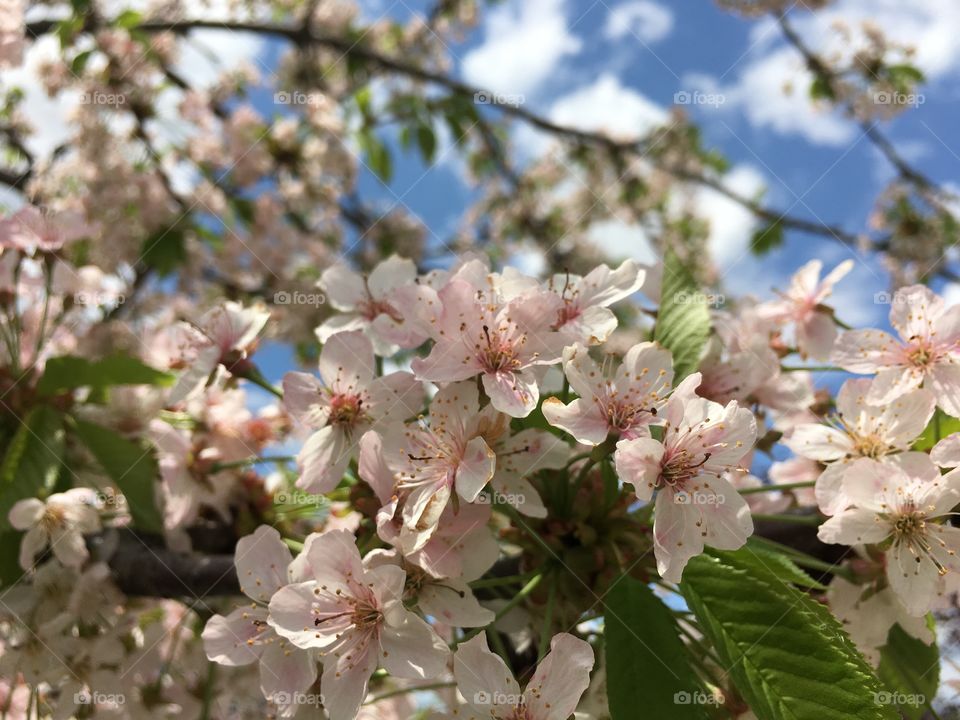 Blossoms in CT in May