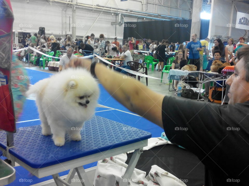 pomeranian with ouner. pom on fair of dogs