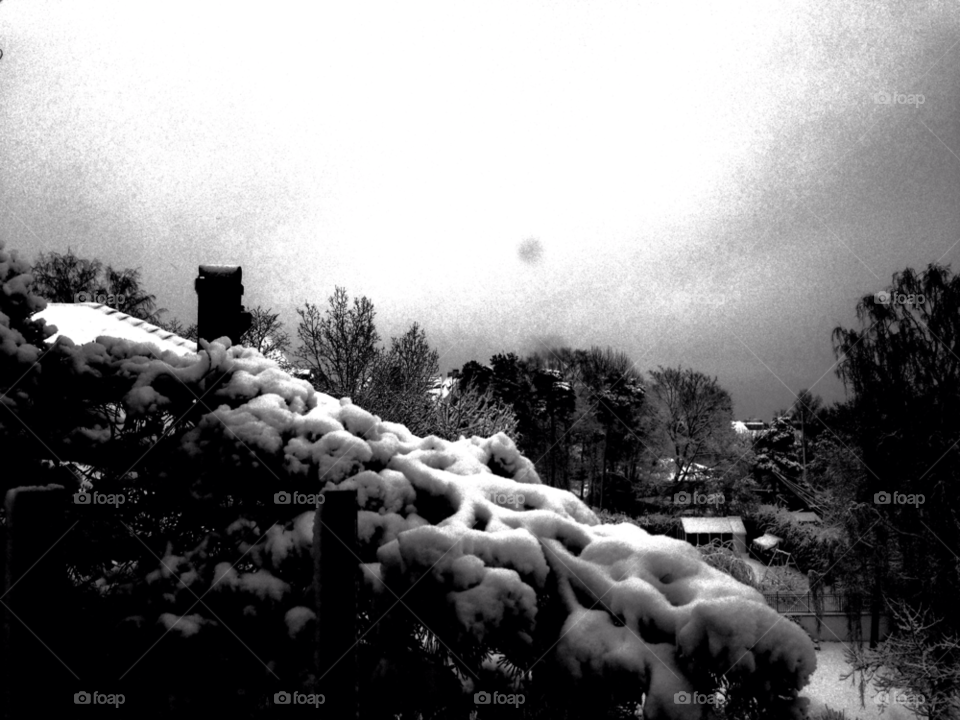 great grey by perimack62