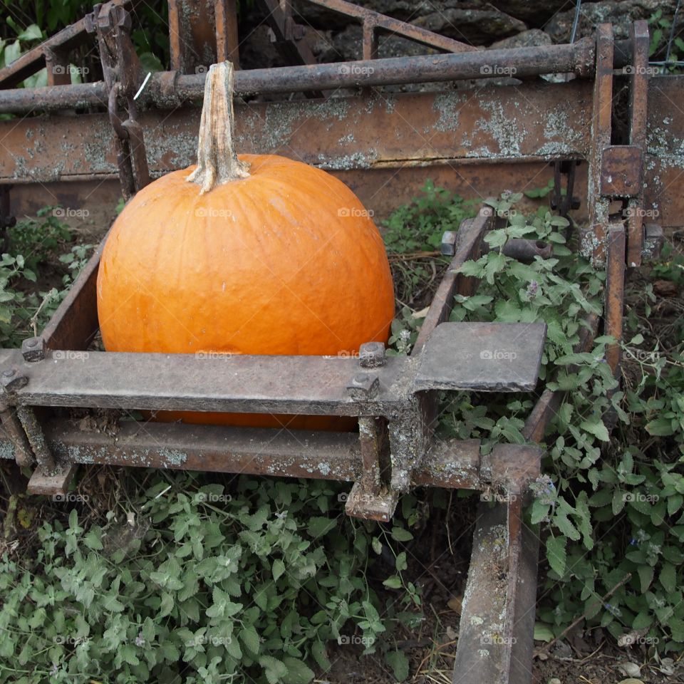 A decorative pumpkin adorns old farm equipment at a pumpkin patch. 