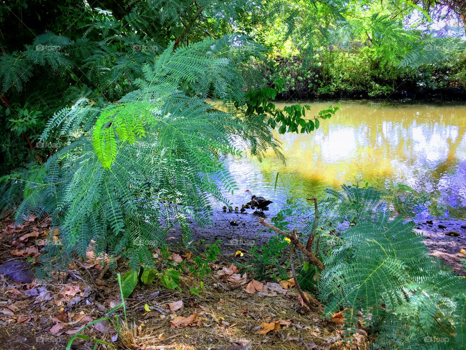 A mother goose and baby goslings on the bank of a tropical stream