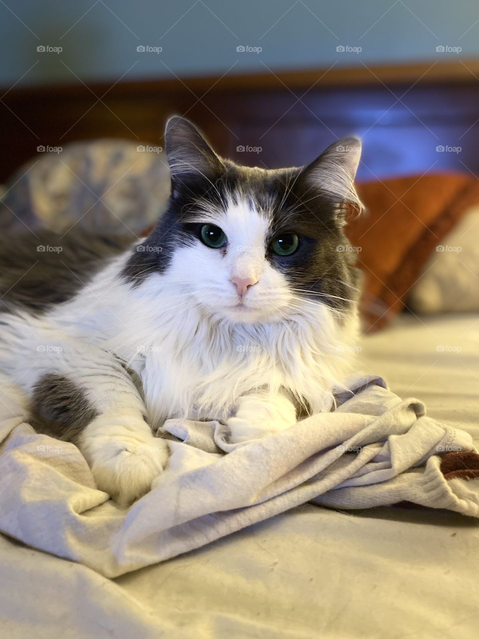 Sweet gray and white kitty waiting eagerly for her goodnight snuggles and pets 