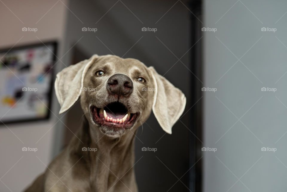 Portrait of a smiling pet Weimaraner dog from below 