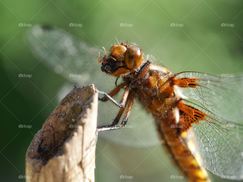 Dragonfly eats its prey