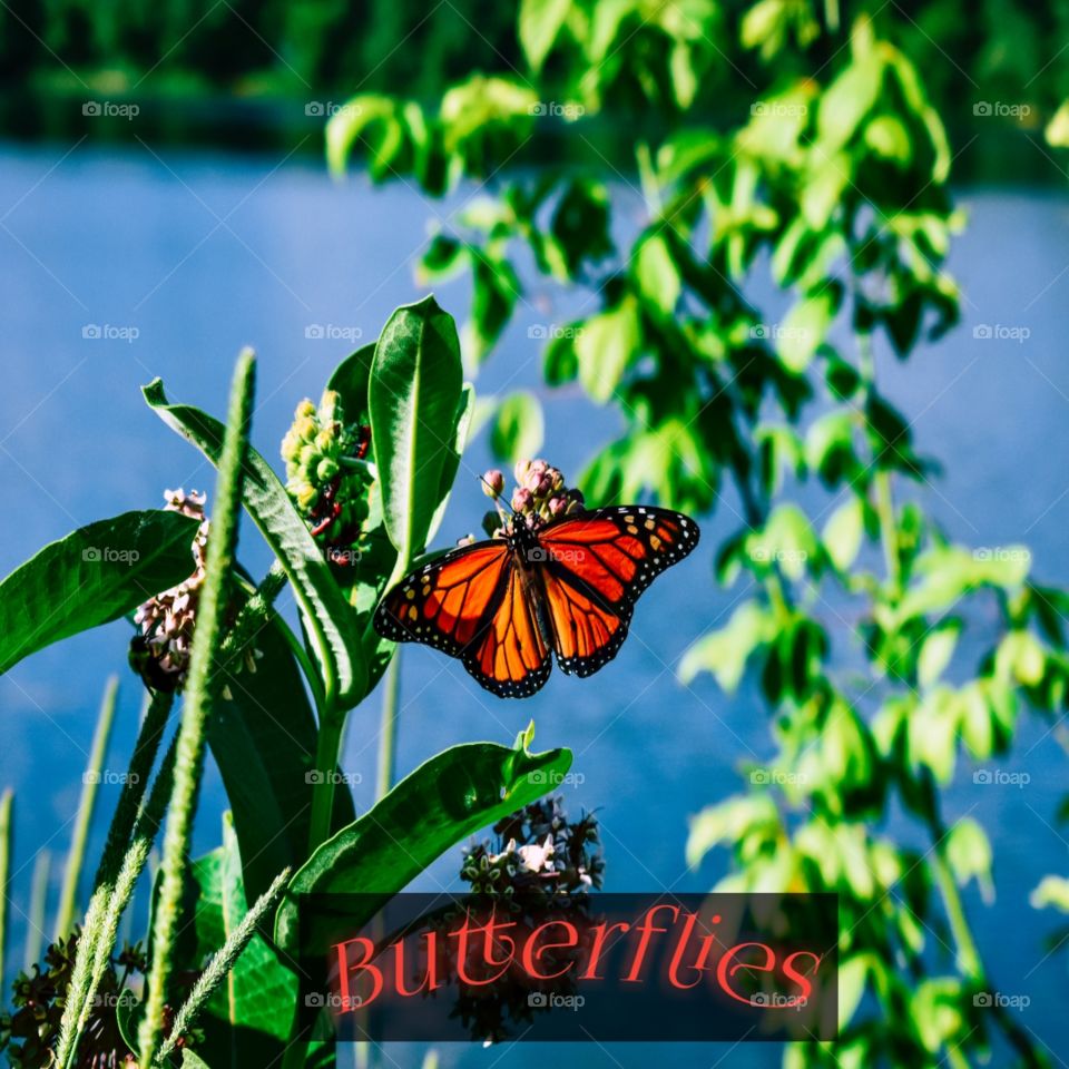Beautiful butterfly enjoying nature