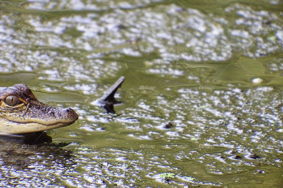 Baby Alligator in the Muck.
